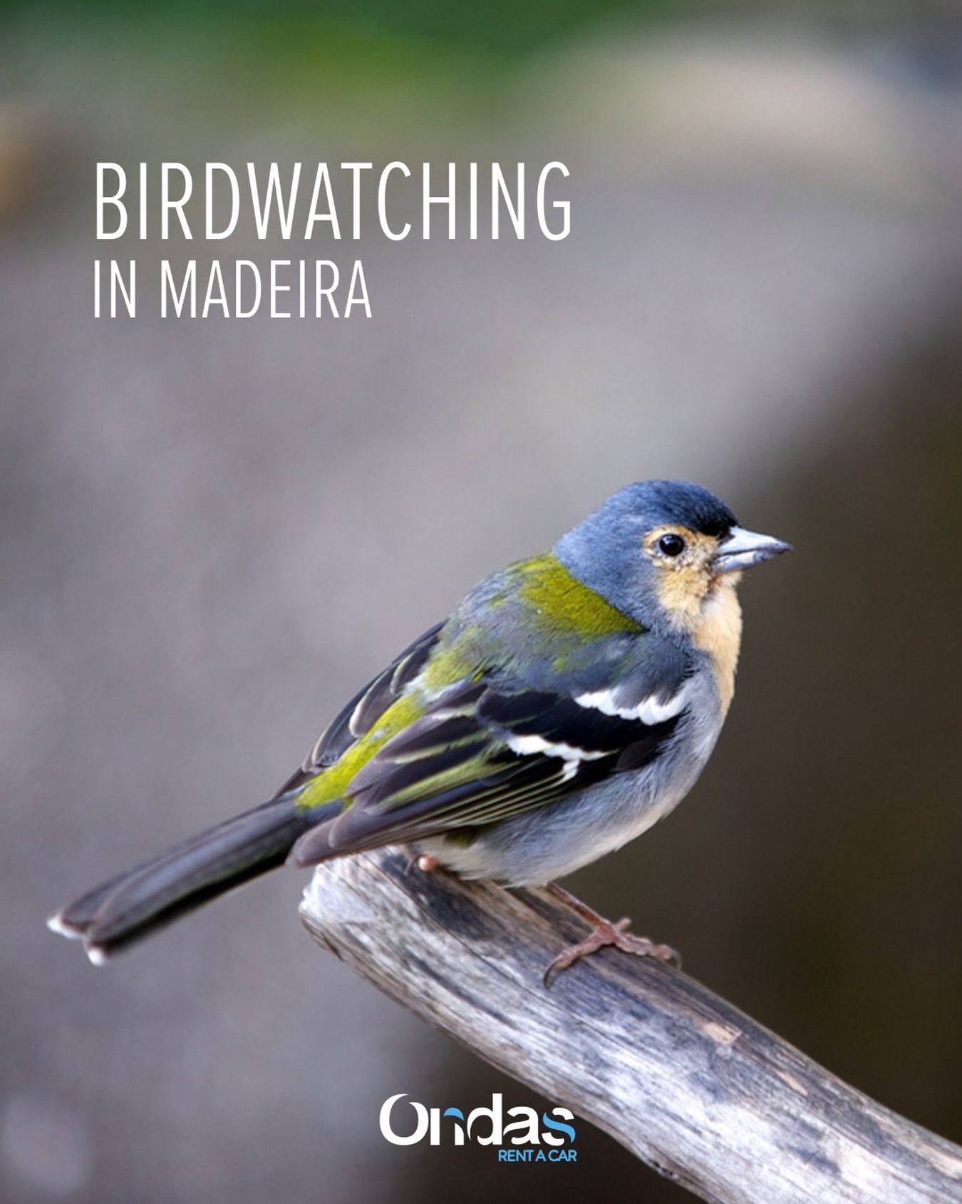 Ondas Instagram post